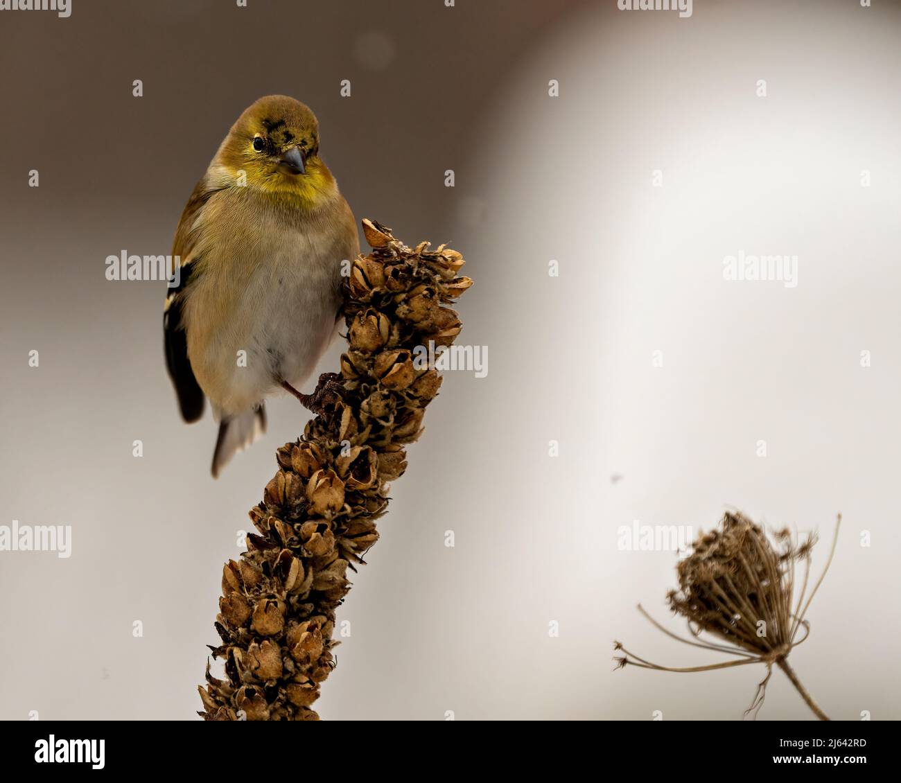 American Goldfinch thronte auf einem Laubzweig mit einem unscharfen Hintergrund in seiner Umgebung und Umgebung. Stockfoto