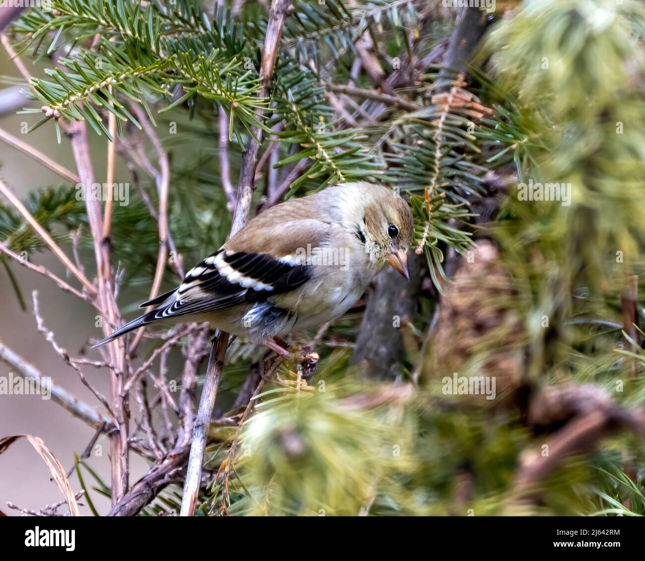 Finch Nahaufnahme Profil Ansicht, auf einem Zweig mit einem Nadelbaum Hintergrund in seiner Umgebung und Lebensraum Umgebung thront. Stockfoto