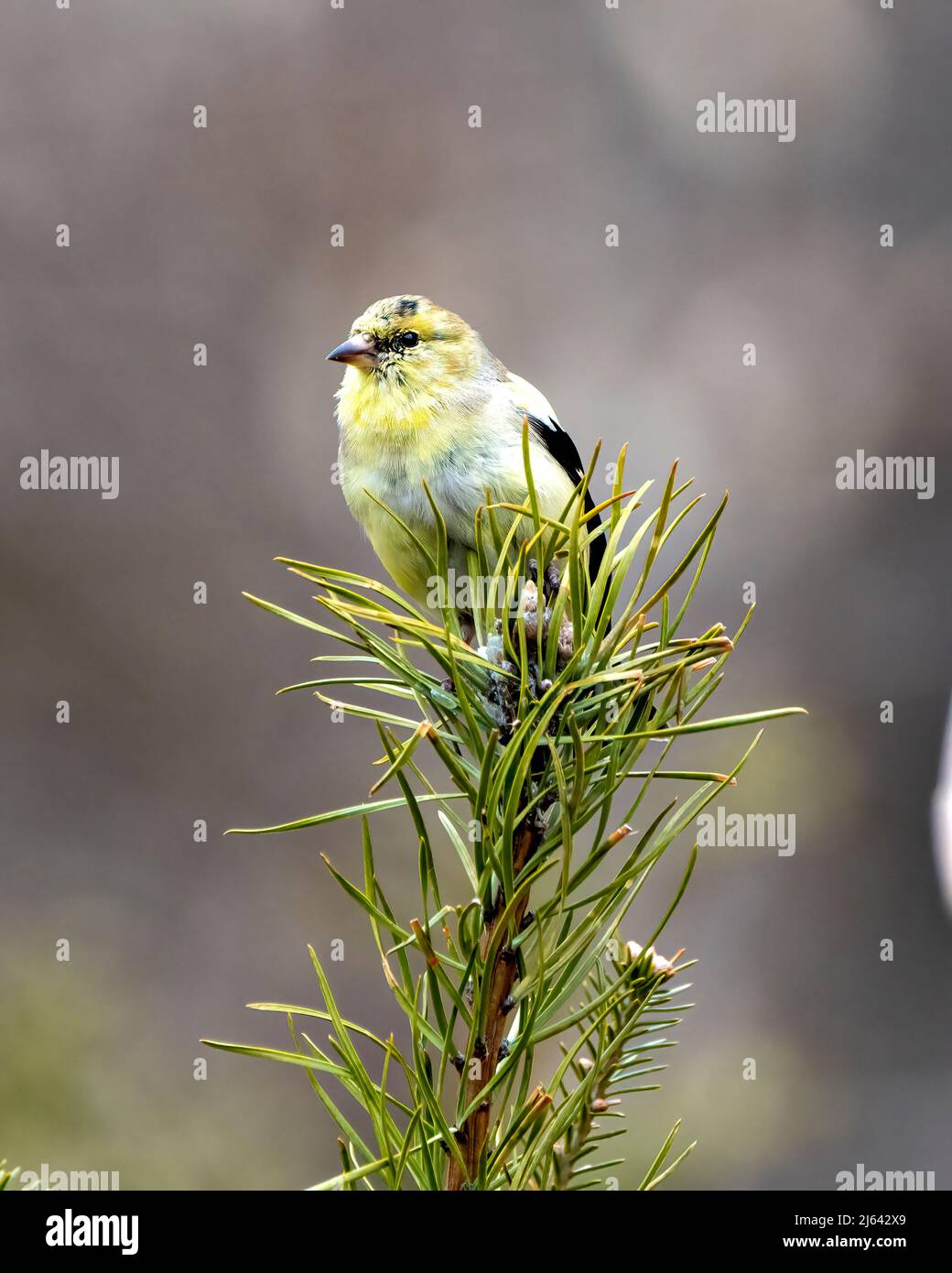 Finch Nahaufnahme Profil Ansicht, thront auf einem Nadelzweig mit einem unscharfen Hintergrund in seiner Umgebung und Lebensraum Umgebung mit gelben Farbe Stockfoto