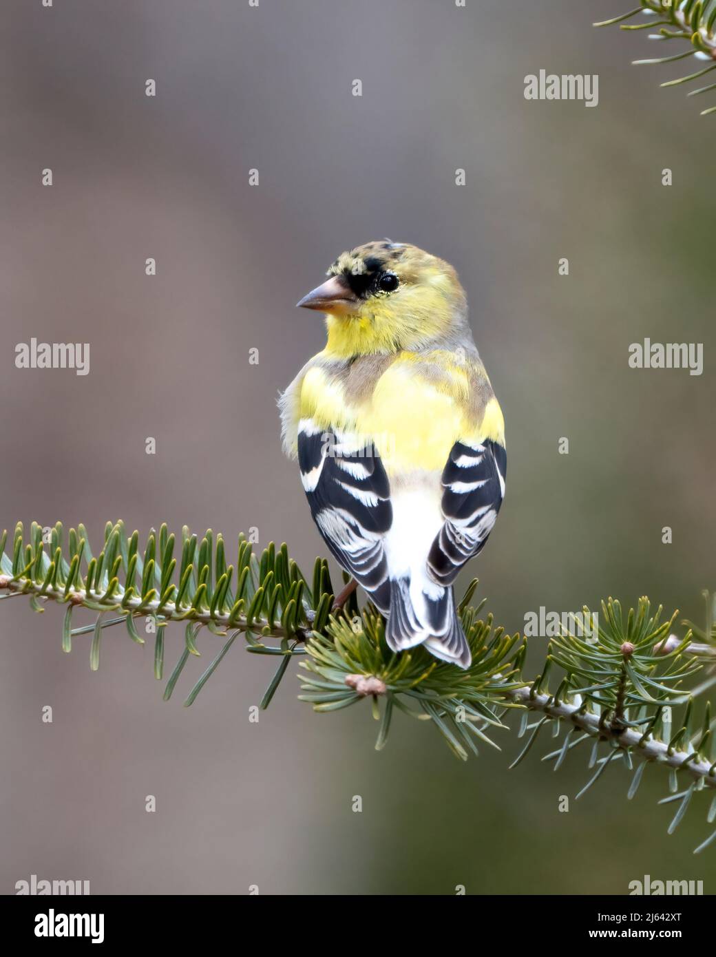 Finch Nahaufnahme Profil Ansicht, thront auf einem Nadelzweig mit einem unscharfen Hintergrund in seiner Umgebung und Lebensraum Umgebung mit gelben Farbe Stockfoto