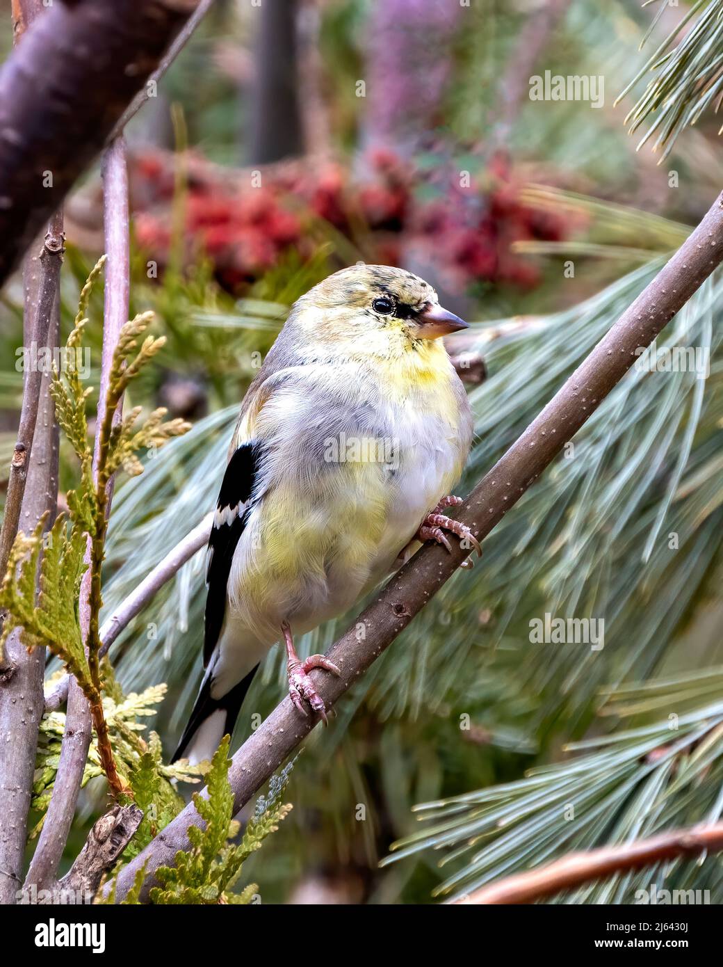 Finch Nahaufnahme Profil Ansicht, auf einem Zweig mit einem verschwommenen Wald und Laub Hintergrund in seiner Umgebung und Lebensraum Umgebung thront. Stockfoto