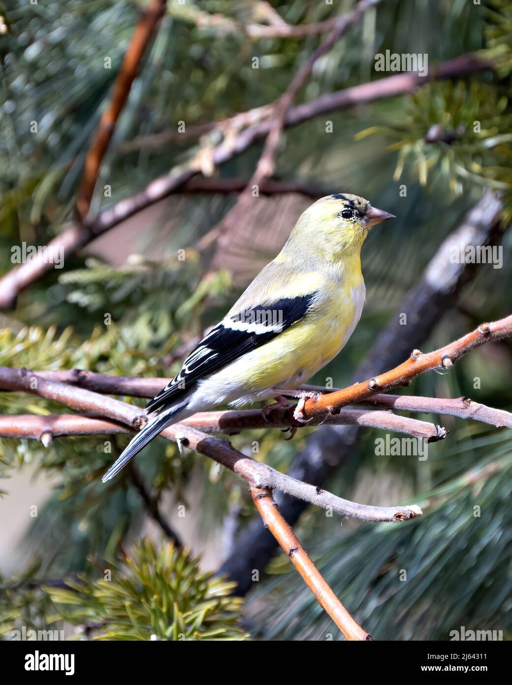 Finch Nahaufnahme Profil Ansicht, thront auf einem Zweig mit einem unscharfen Hintergrund in seiner Umgebung und Lebensraum Umgebung mit gelben Farbe. Stockfoto