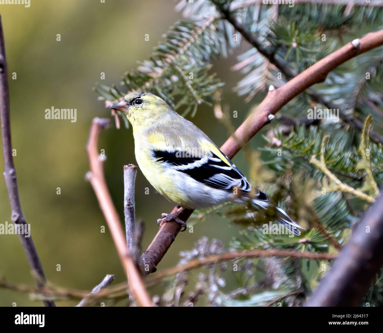 Finch Nahaufnahme Seitenprofil, thront auf einem Zweig mit einem unscharfen Hintergrund in seiner Umgebung und Lebensraum Umgebung mit gelber Farbe. Stockfoto