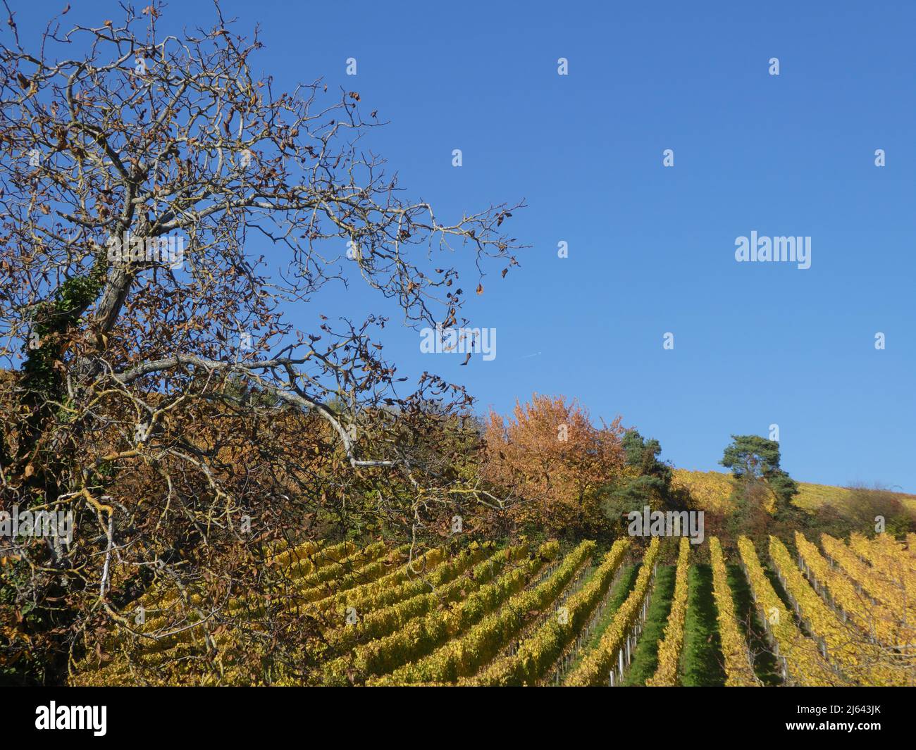 Schöner Weingarten in Herbstfarben Stockfoto