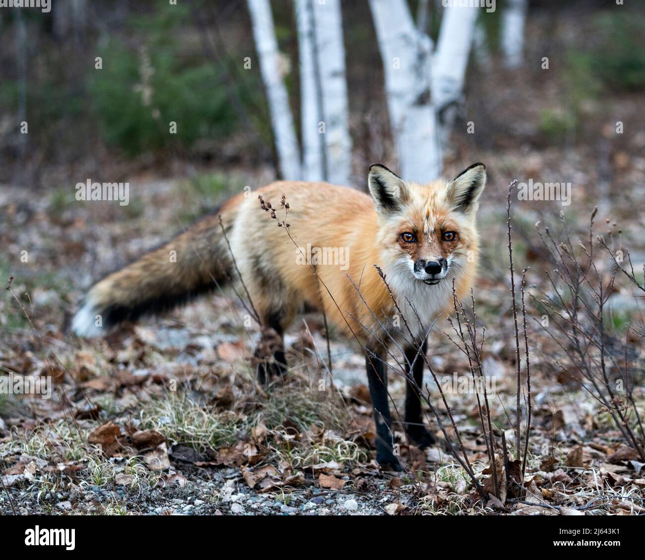 Rotfuchs-Nahaufnahme in der Frühjahrssaison mit unscharfem Waldhintergrund in seiner Umgebung und seinem Lebensraum. Bild. Hochformat. Foto. Fox-Bild. Stockfoto