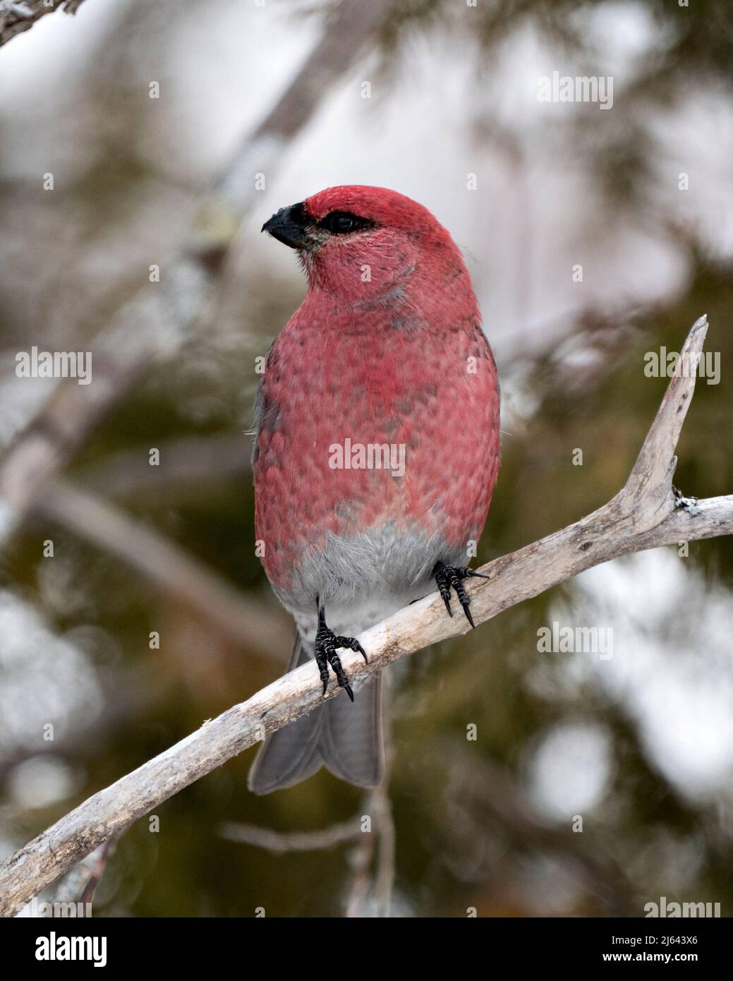 Nahaufnahme von Pine Grosbeak, mit unscharfem Hintergrund in seiner Umgebung und seinem Lebensraum. Bild. Bild. Hochformat. Foto. Stockfoto