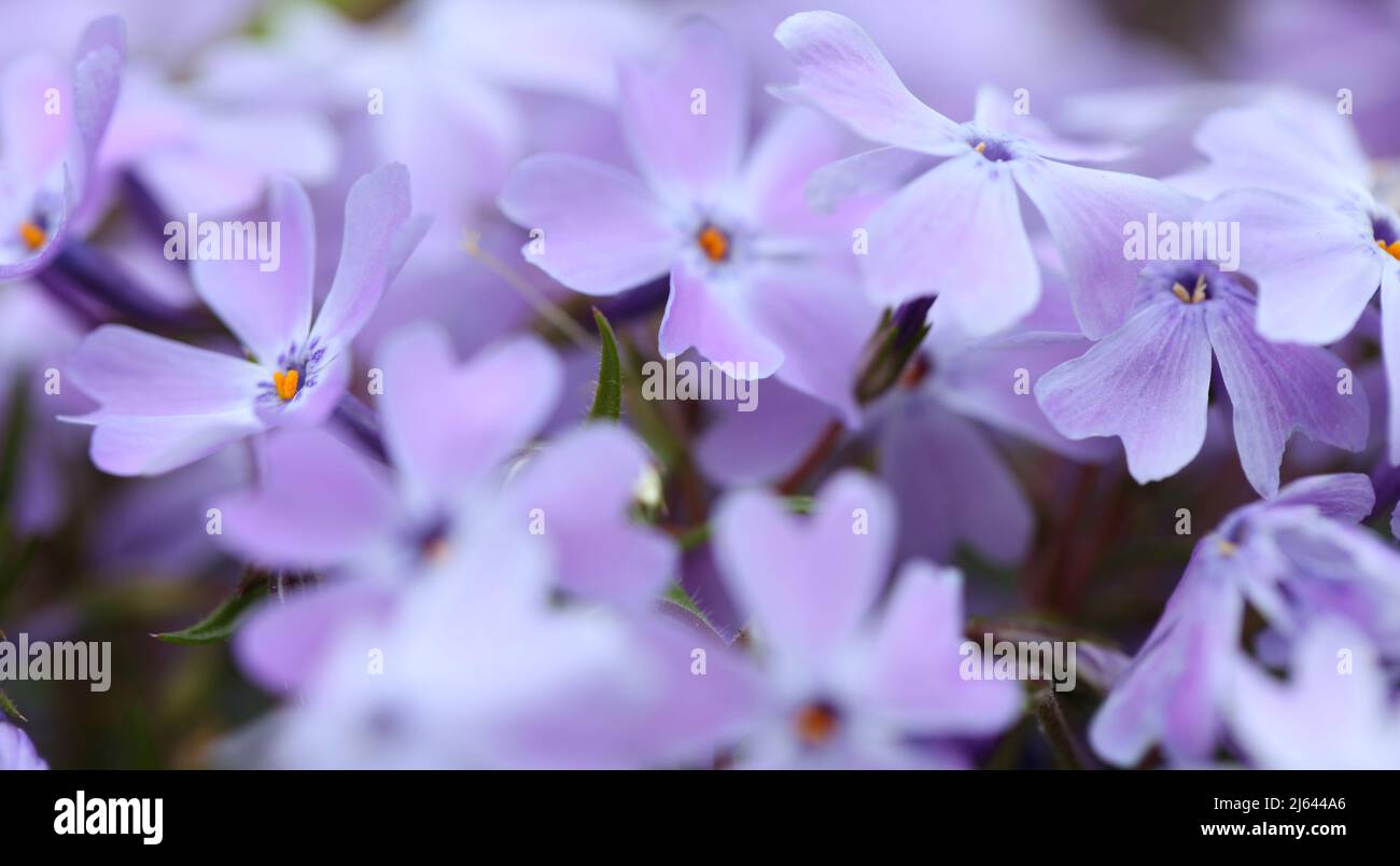Nahaufnahme von violett-blauen Tönen der blühenden Waldphlox-Pflanze, Phlox divaricata Stockfoto