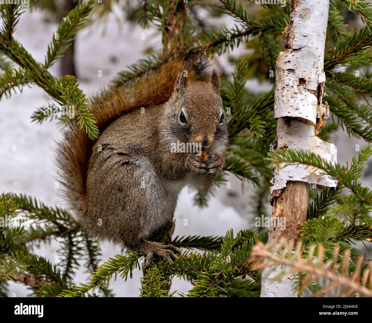 Eichhörnchen sitzt auf einem Nadelbaum und frisst in seiner Umgebung und Umgebung eine Nuss, zeigt sein braunes Fell und buschigen Schwanz. Stockfoto