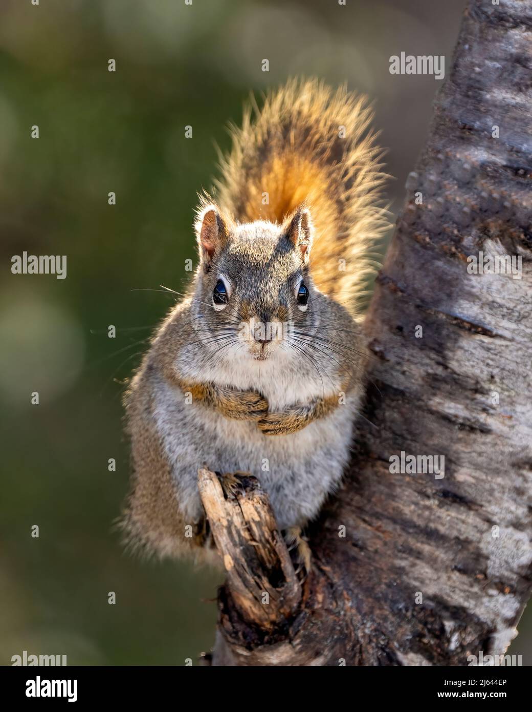 Das Eichhörnchen sitzt auf einem Ast mit Sonnenlicht auf seinem buschigen Schwanz in seiner Umgebung und Umgebung und zeigt sein braunes Fell und seinen buschigen Schwanz. Stockfoto
