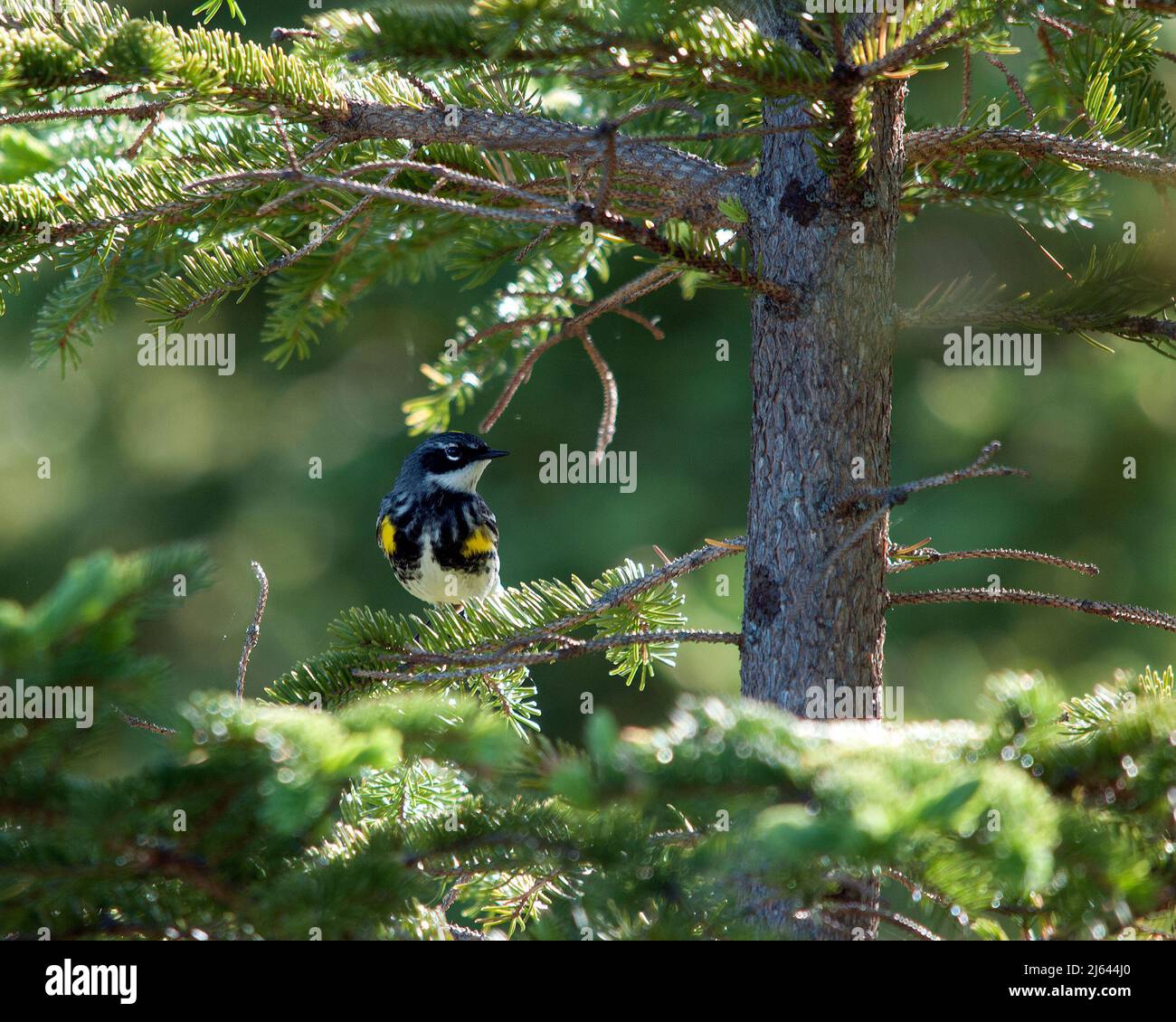 Der Waldsänger thront in seiner Umgebung und seinem Lebensraum vor einem unscharfen Hintergrund und zeigt eine gelbe Kopfkrone und ein Federgefieder. Bild. Hochformat. Bild Stockfoto