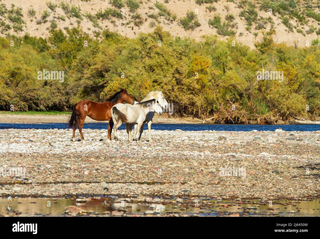 Drei wilde Pferde beobachten das Flussufer am Salt River im Tonto National Forest in der Nähe von Phoenix, Arizona, USA. Stockfoto