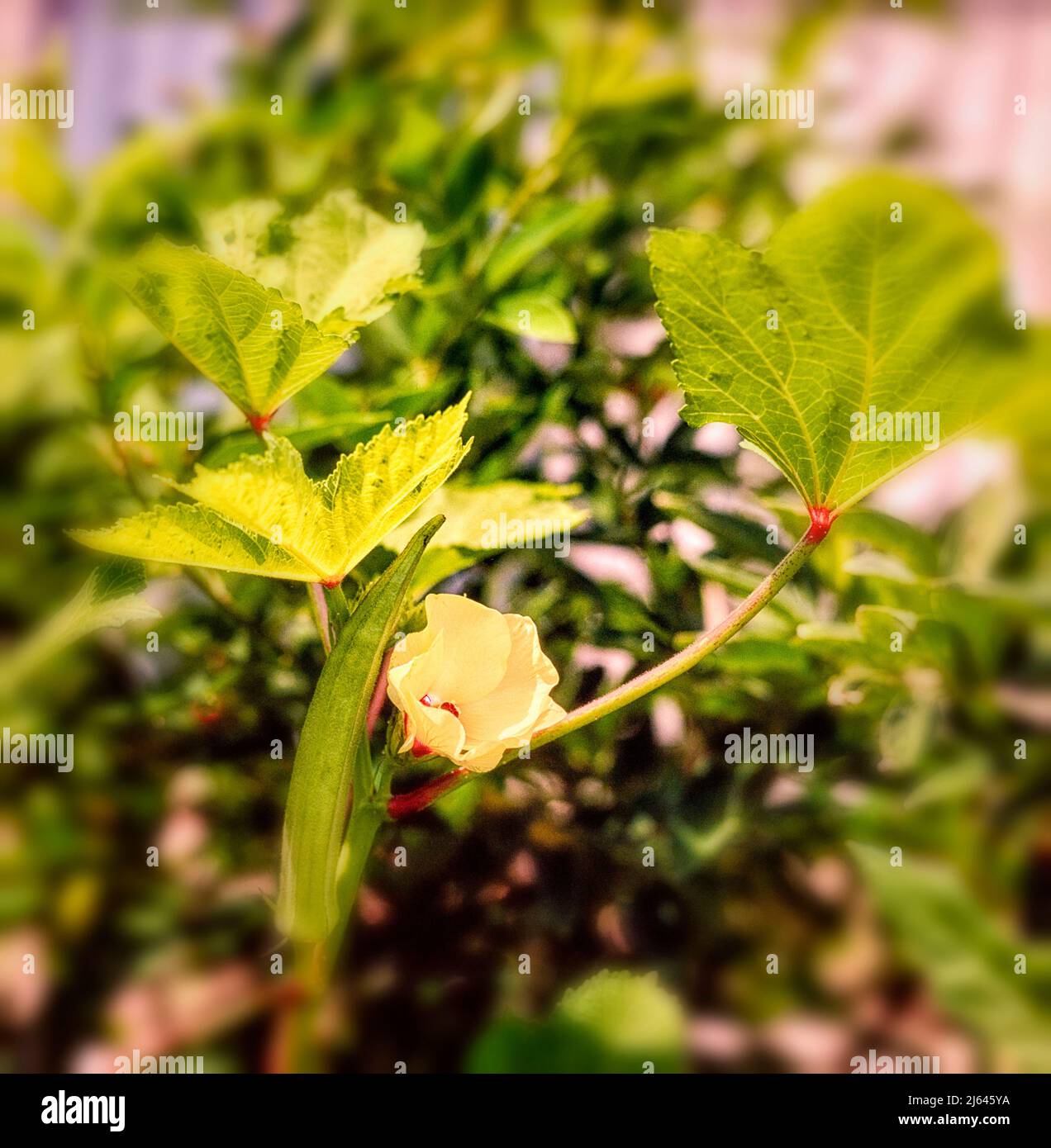 Okra, Okro, Ladies' Fingers Pflanzen mit Früchten und Blumen, in strahlendem jamaikanischen Sonnenschein. Natürliches Pflanzenportrait Stockfoto