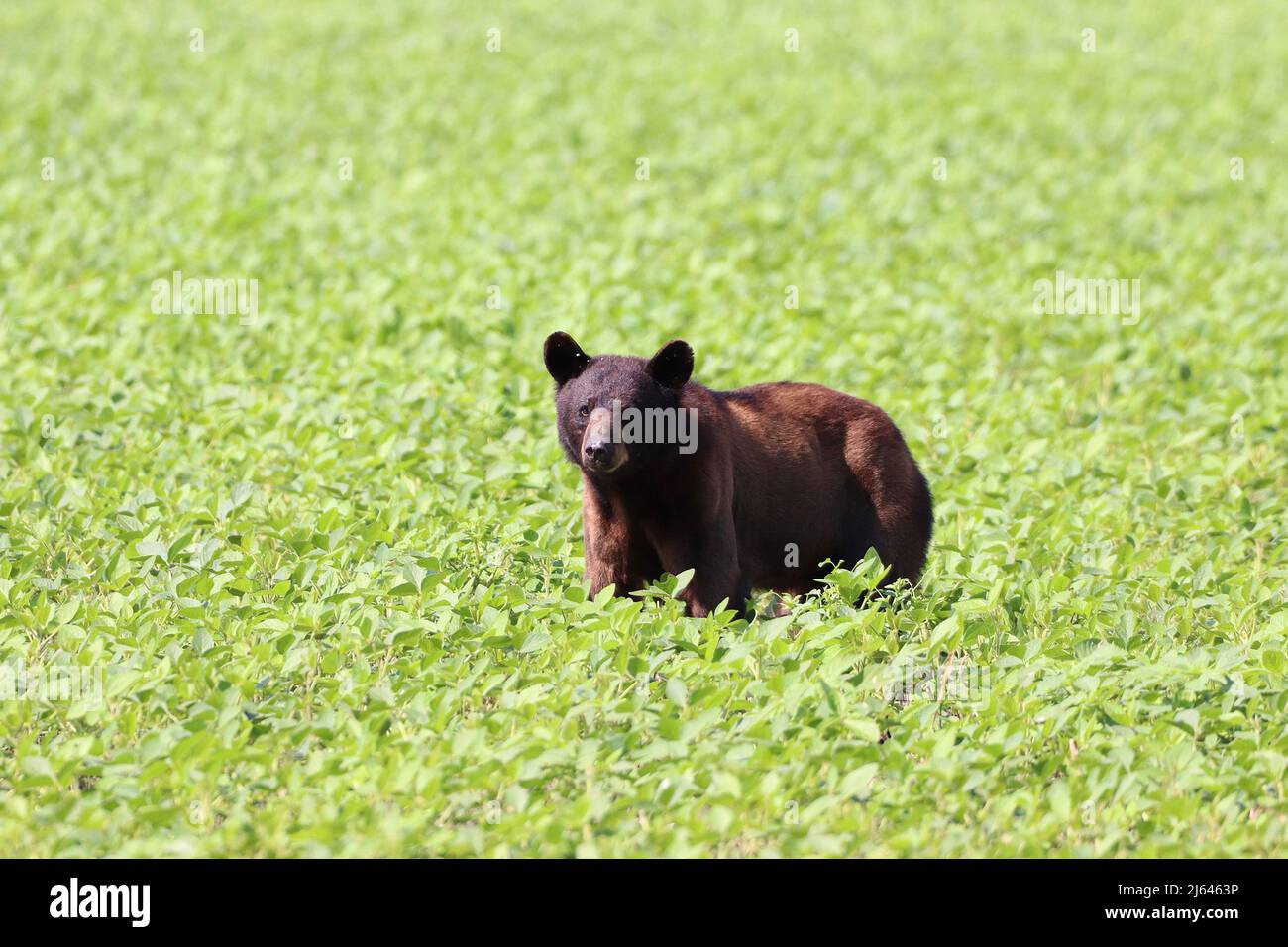 Schwarzer Bär im Sojabohnenfeld Stockfoto