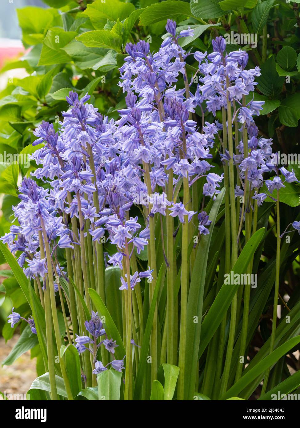 Blau gestreifte Blüten des kräftigen, frühlingsblühenden spanischen Bluebells, Hyacinthoides x massartiana Stockfoto
