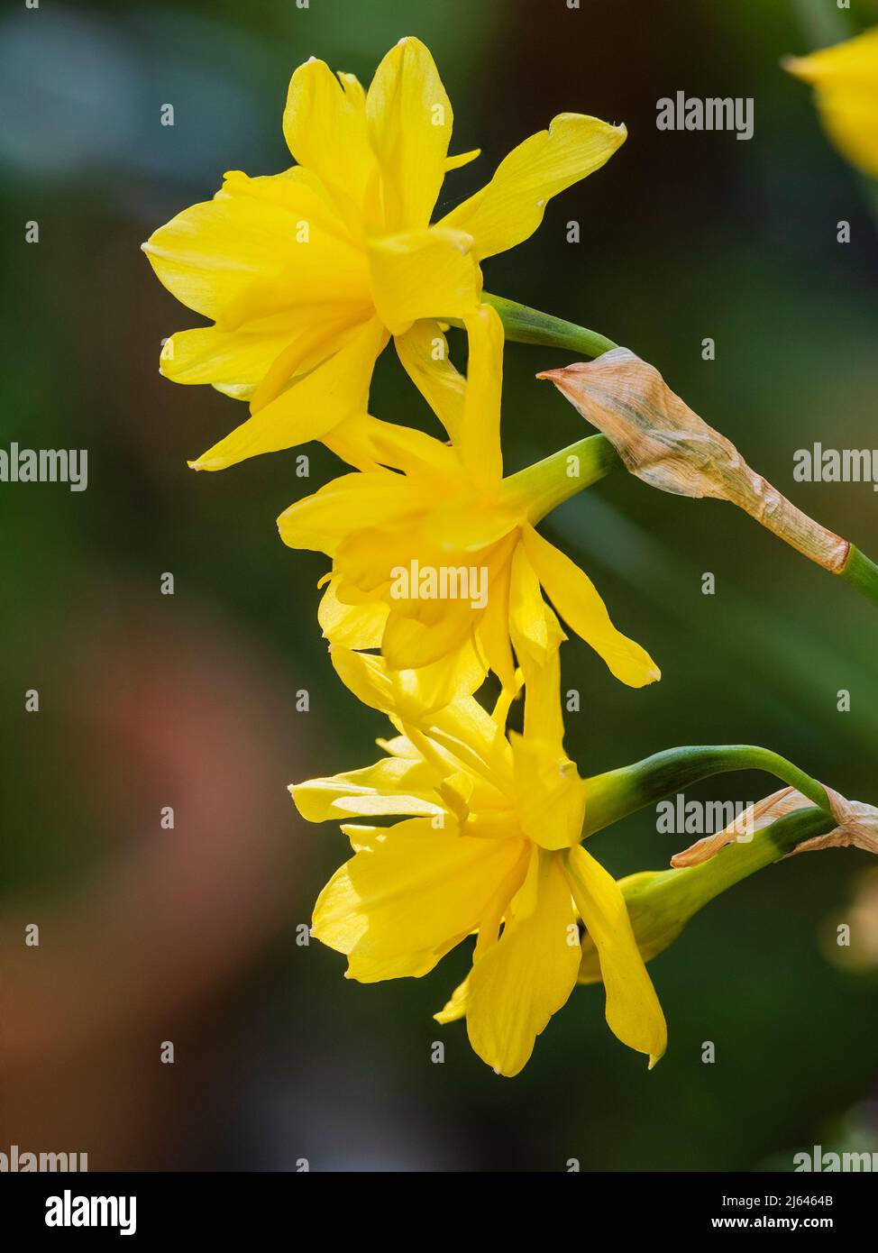 Doppelköpfige, doppelte gelbe Blüten des Erbes der kleinen staturierten Königin Anne, Narcissus 'Pencrebar' Stockfoto