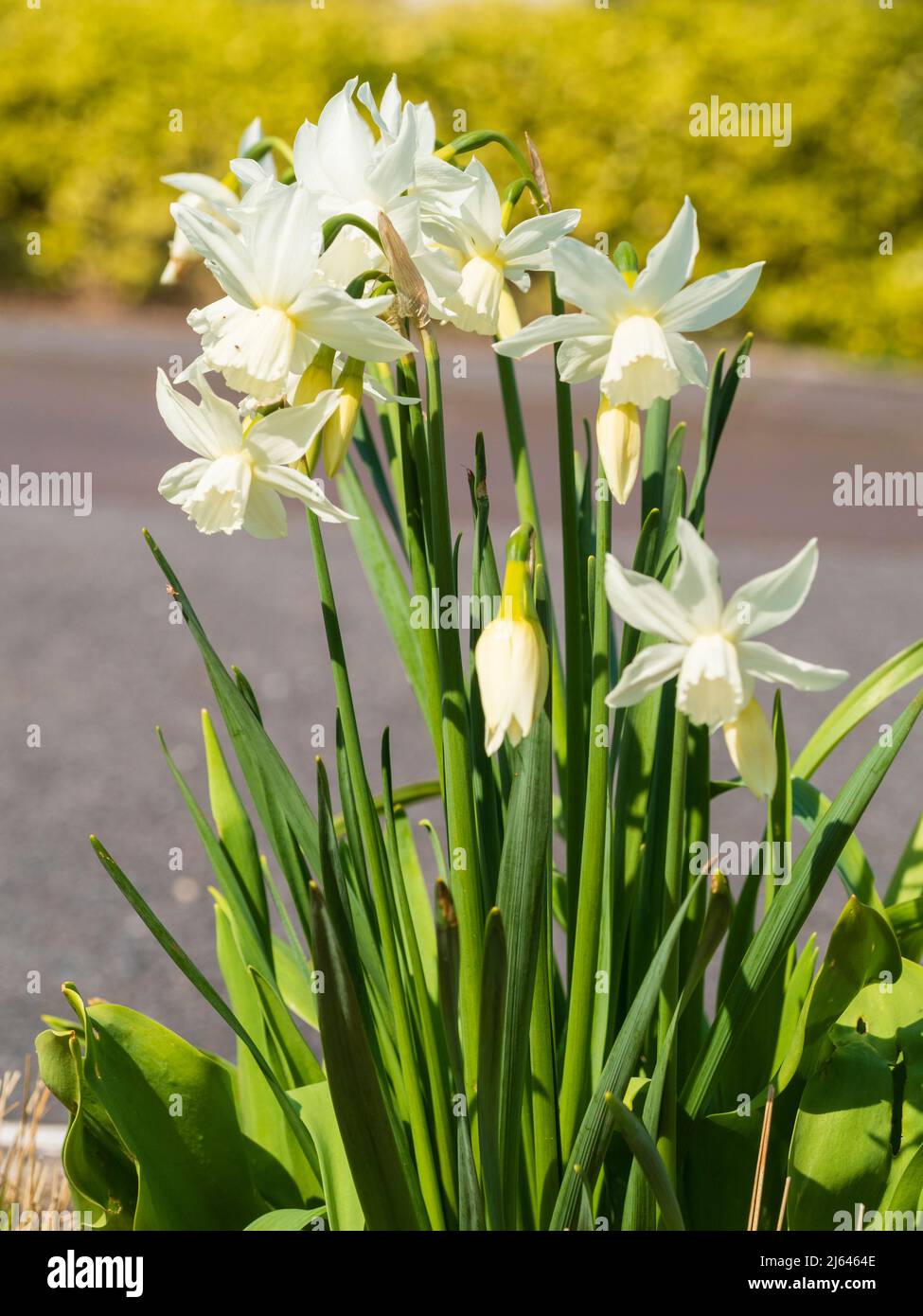 Weiße Frühlingsblumen des winterharten Triandrus daffodil, Narcissus 'Thalia' Stockfoto