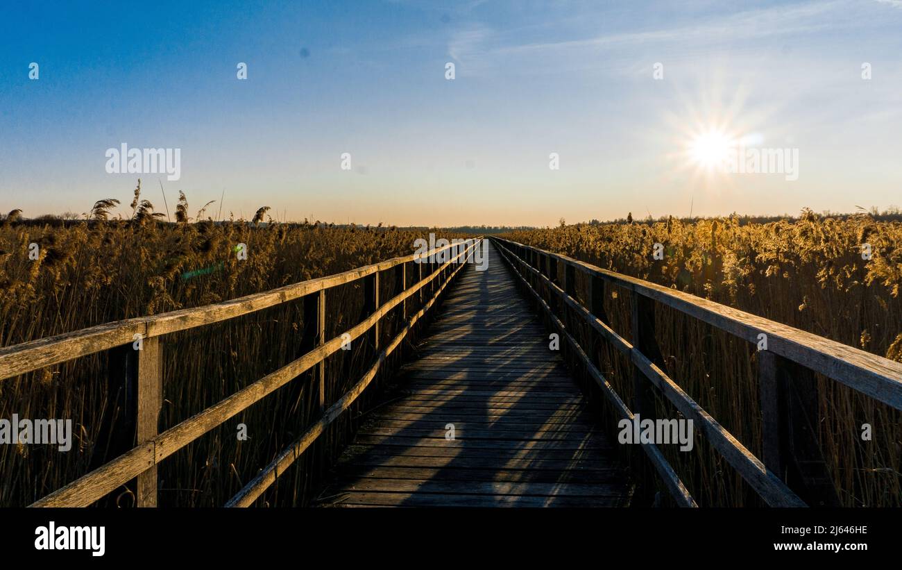 Beleuchtete Brücke im Feld am Federsee bei Sonnenuntergang Stockfoto