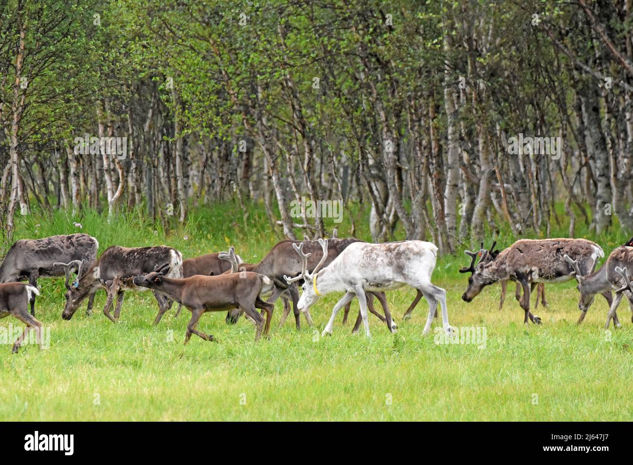 Rentierherde, Bauernhoftiere, Norwegen Stockfoto