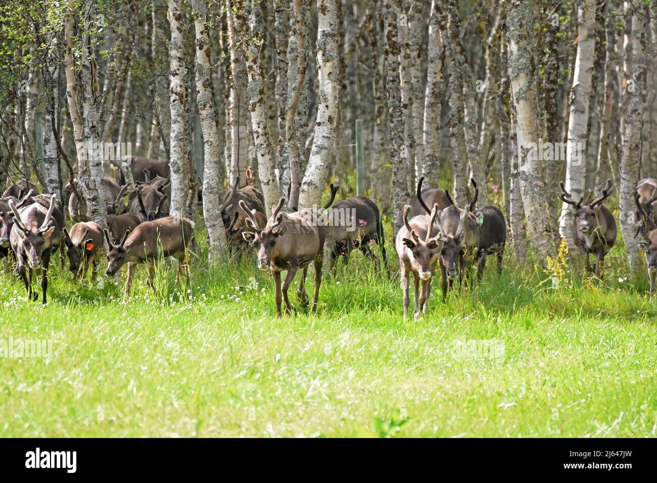 Rentierherde, Bauernhoftiere, Norwegen Stockfoto