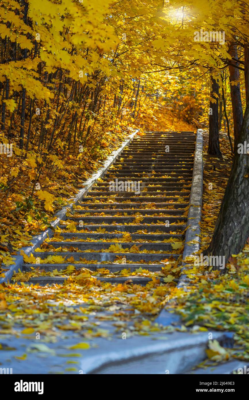 Einsame alte Steintreppe im leeren Herbstpark unter Blättern, Herbstwald. Konzept der Jahreszeiten, Nostalgie, Wege Stockfoto