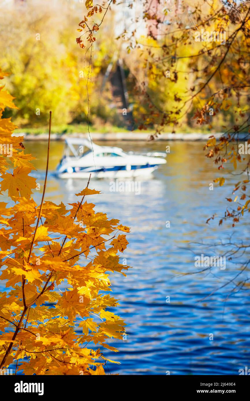Ahornzweige mit orangefarbenen Blättern wachsen am Flussufer auf verschwommenem Hintergrund der Yacht Stockfoto