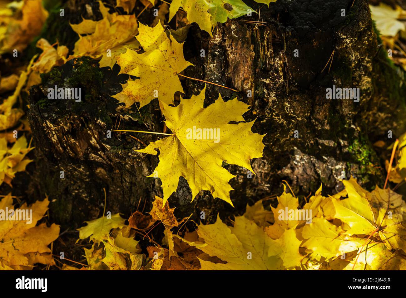 Gefallene Ahornblätter auf dunklen Stumps in der Nähe an sonnigen Tagen. Herbst. Selektiver Fokus Stockfoto