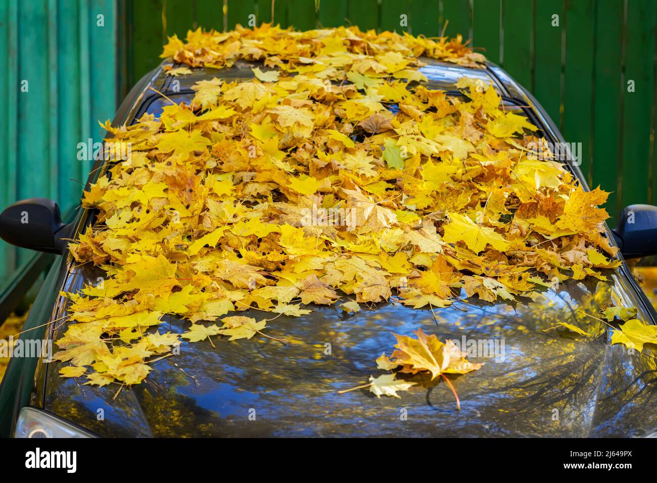 Haufen von gefallenen gelben Blättern auf Stoßstange des Autos Nahaufnahme Stockfoto