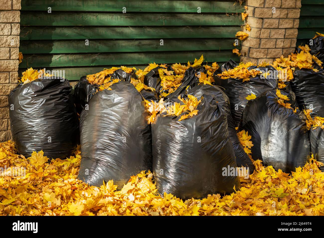 Große schwarze Plastiktüten mit abgefallenen Blättern. Oktober, Herbst. Auf die Natur achten. Reinigung, organische Düngemittel Stockfoto