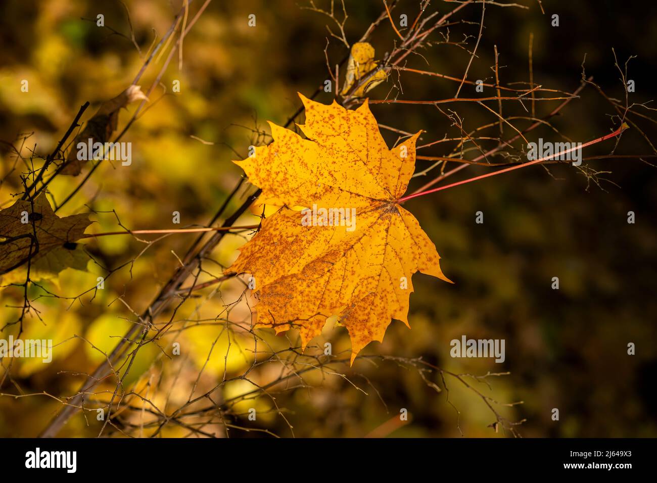 Gefallenes helles Ahornblatt auf Ästen anderer Bäume. Natürlicher Hintergrund im Herbst Stockfoto