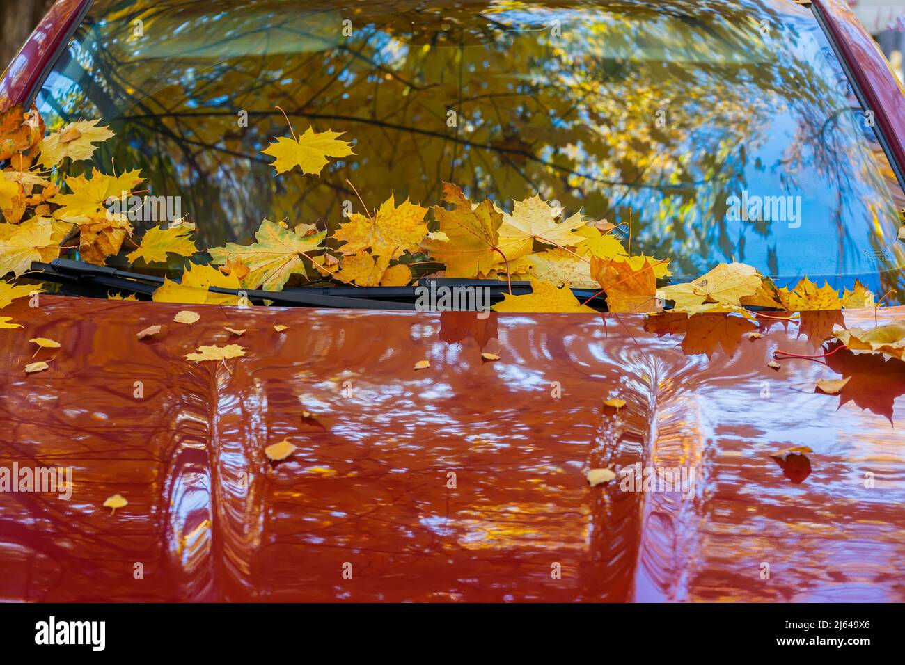 Herbst hell bunte Ahornblätter Stick auf Windschutzscheibe des Autos, Blatt fallen Stockfoto