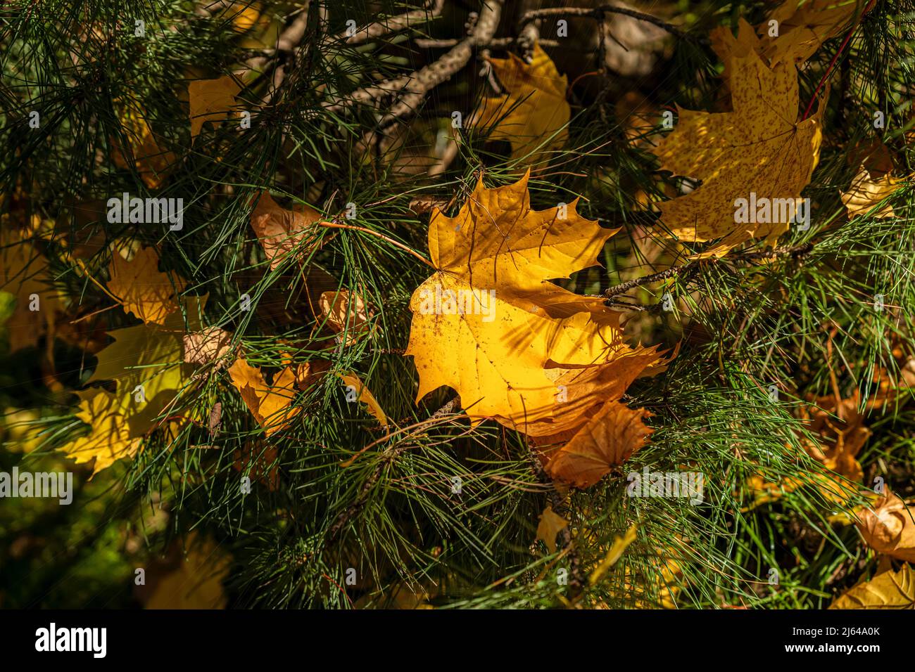 Nahaufnahme von gefallenen bunten Herbstblättern aus Ahorn im grünen Gras an sonnigen Tagen Stockfoto