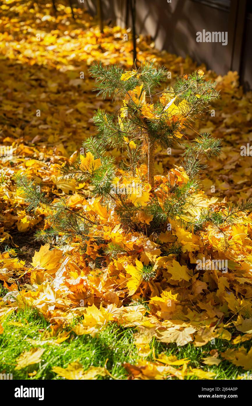 Kleine Fichte mit hell gefallenen Ahornblättern. Konzept von Saison, Herbst, Blattfall Stockfoto