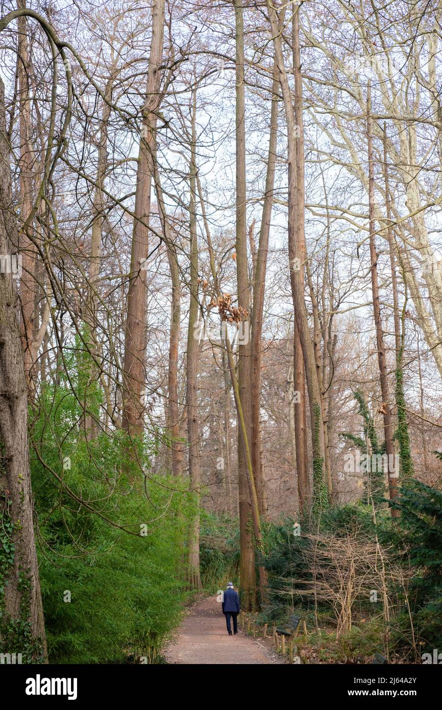 Ein Mann geht mitten zwischen den hohen Bäumen des Parc de la Tête d'Or (Parkkopfgold). In Lyon, Frankreich. Stockfoto