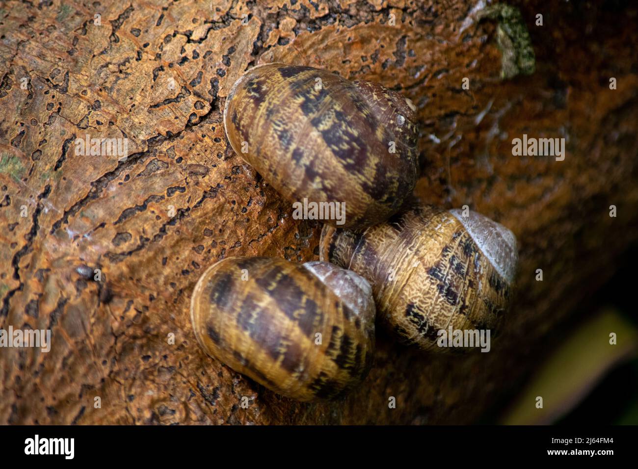 Nahaufnahme einer Landschnecke Stockfoto