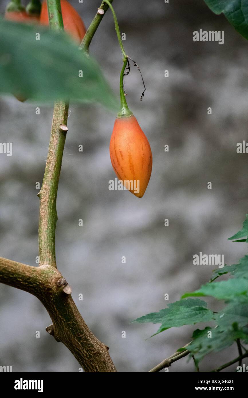 Solanum betaceum. Chilto- oder Baumtomate, Feldtomate oder Tamarillo. Stockfoto