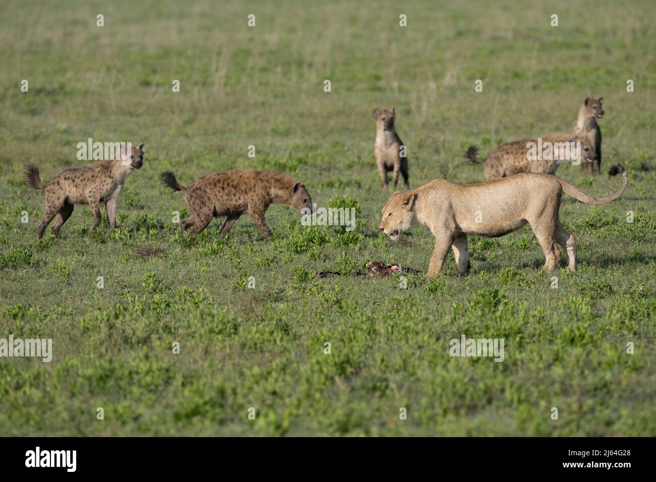 Löwe, der einen Mord verteidigt, Tansania Stockfoto