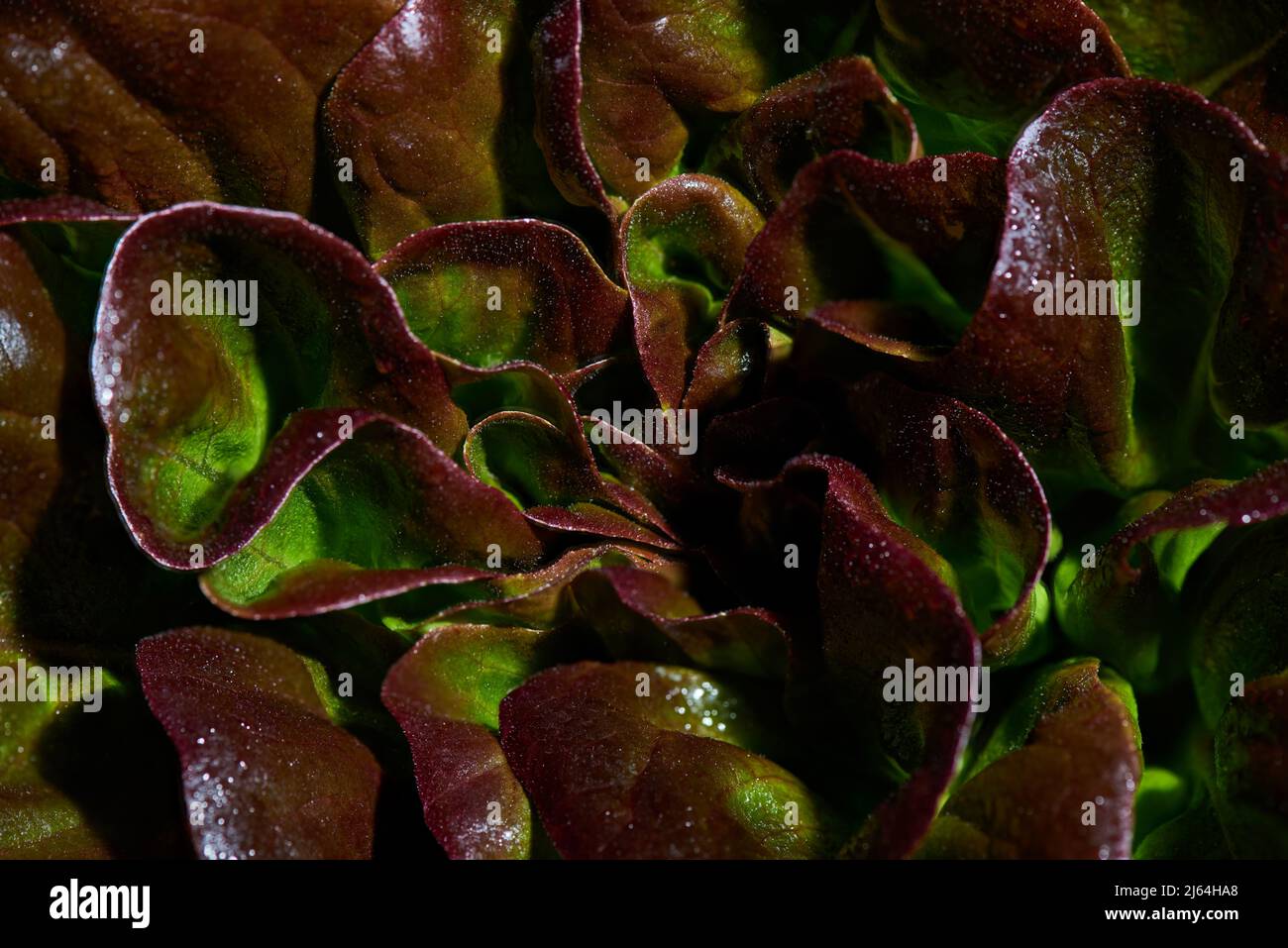 Blätter von rotem Butterkopfsalat, Lactuca sativa, Nahaufnahme. Hintergrund Butterkopfsalat. Stockfoto