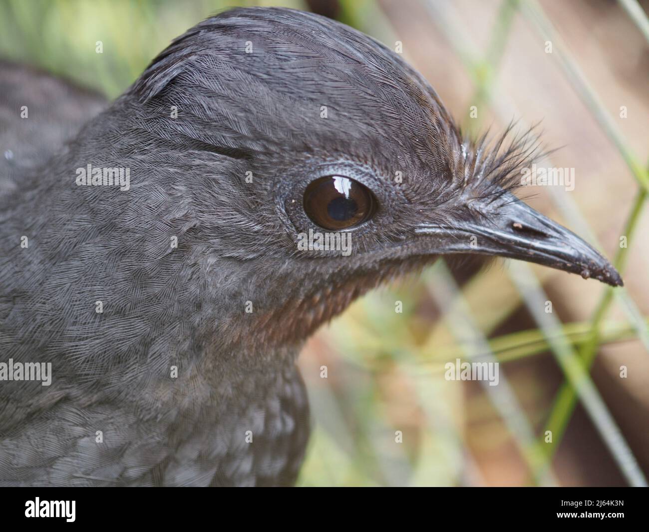 Ein Nahaufnahme-Porträt eines charismatischen, eleganten, faszinierenden Superb Lyrebird mit hypnotischem Blick. Stockfoto