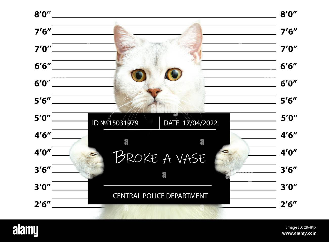 Britische Katze mit einem Transparent der Polizeibehörde. Mugshot. Foto der Verhaftung des Verbrechers. Lustiges Bild mit Tieren. Stockfoto