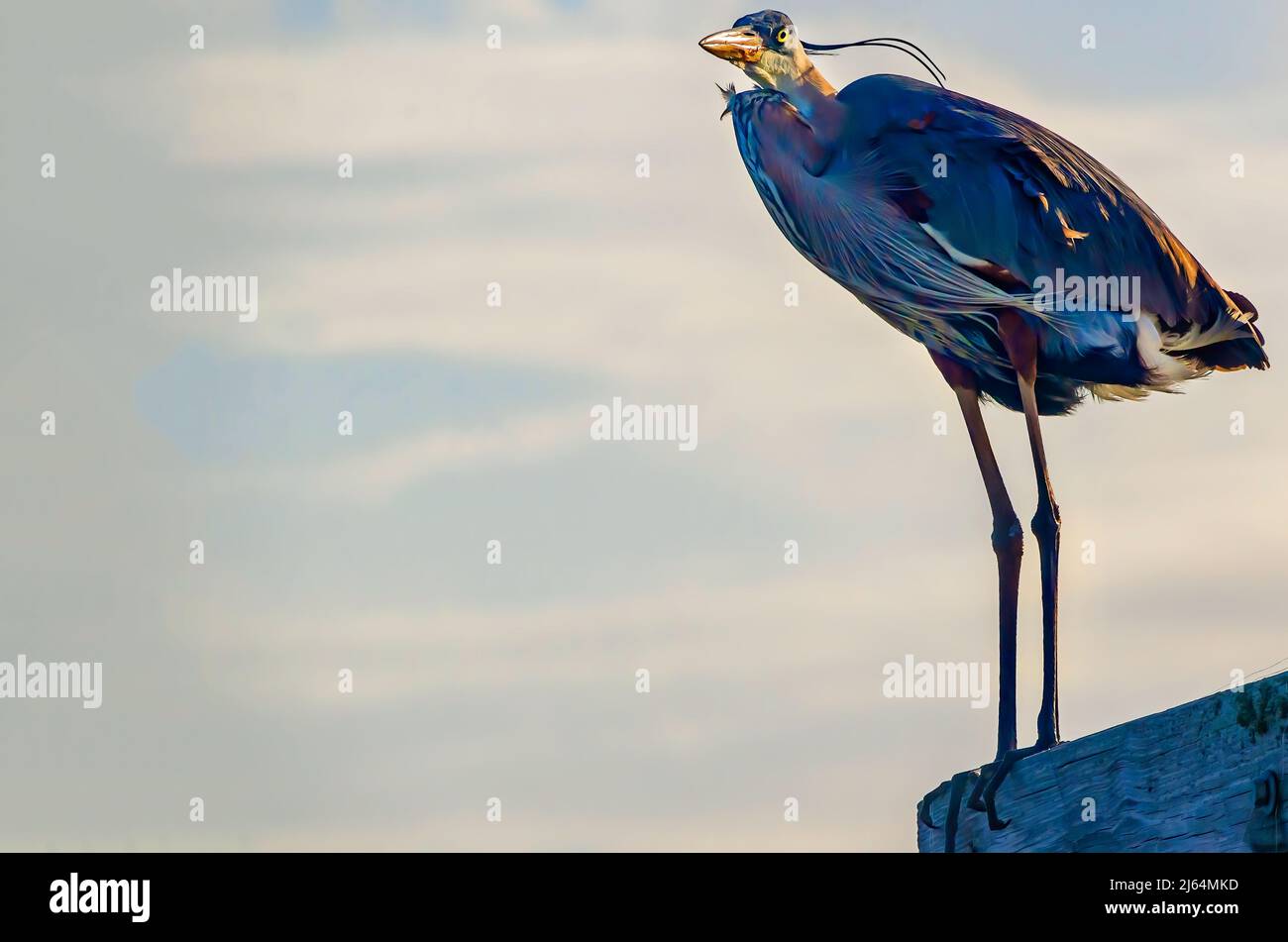 Ein dreifarbiger Reiher (Egretta tricolor) steht am 24. April 2022 in Gulfport, Mississippi, auf einem Posten im Hafen von Gulfport. Stockfoto