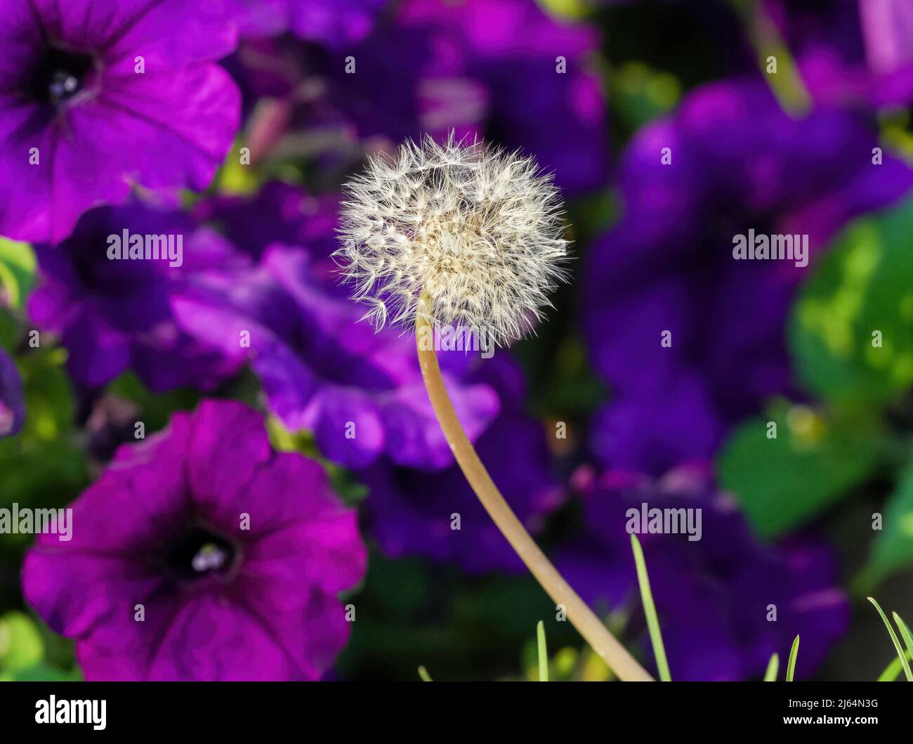 Ein farbenfrohes Bild eines Dandelion-Kopfes, der zum Samen gegangen ist, vor einem tiefvioletten Petunia-Gartenhintergrund. Stockfoto