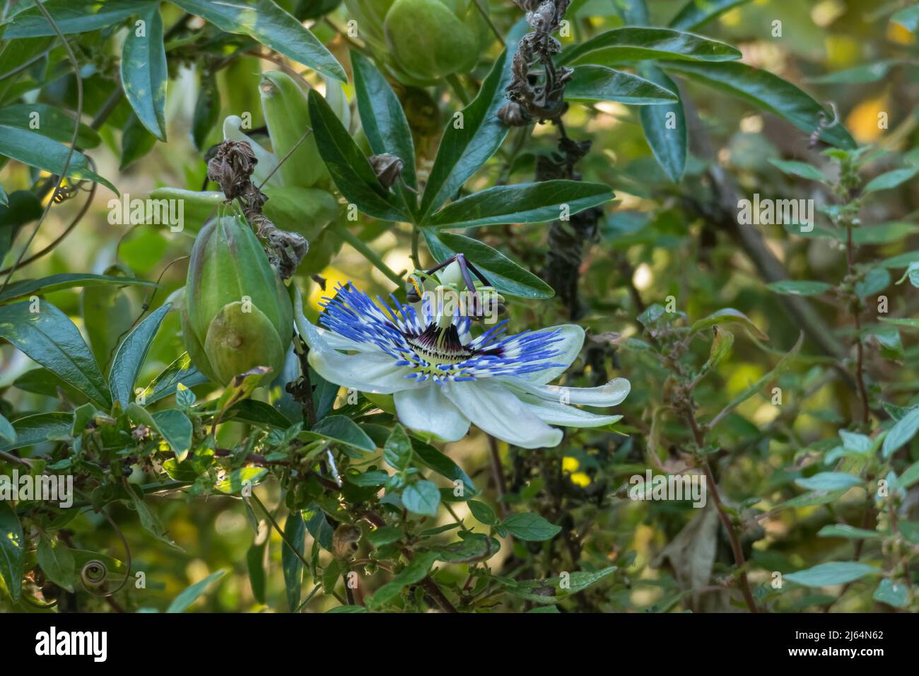 Blick auf Blumen, Blätter und Knospen der im Sommer blühenden passiflora-Pflanze Stockfoto