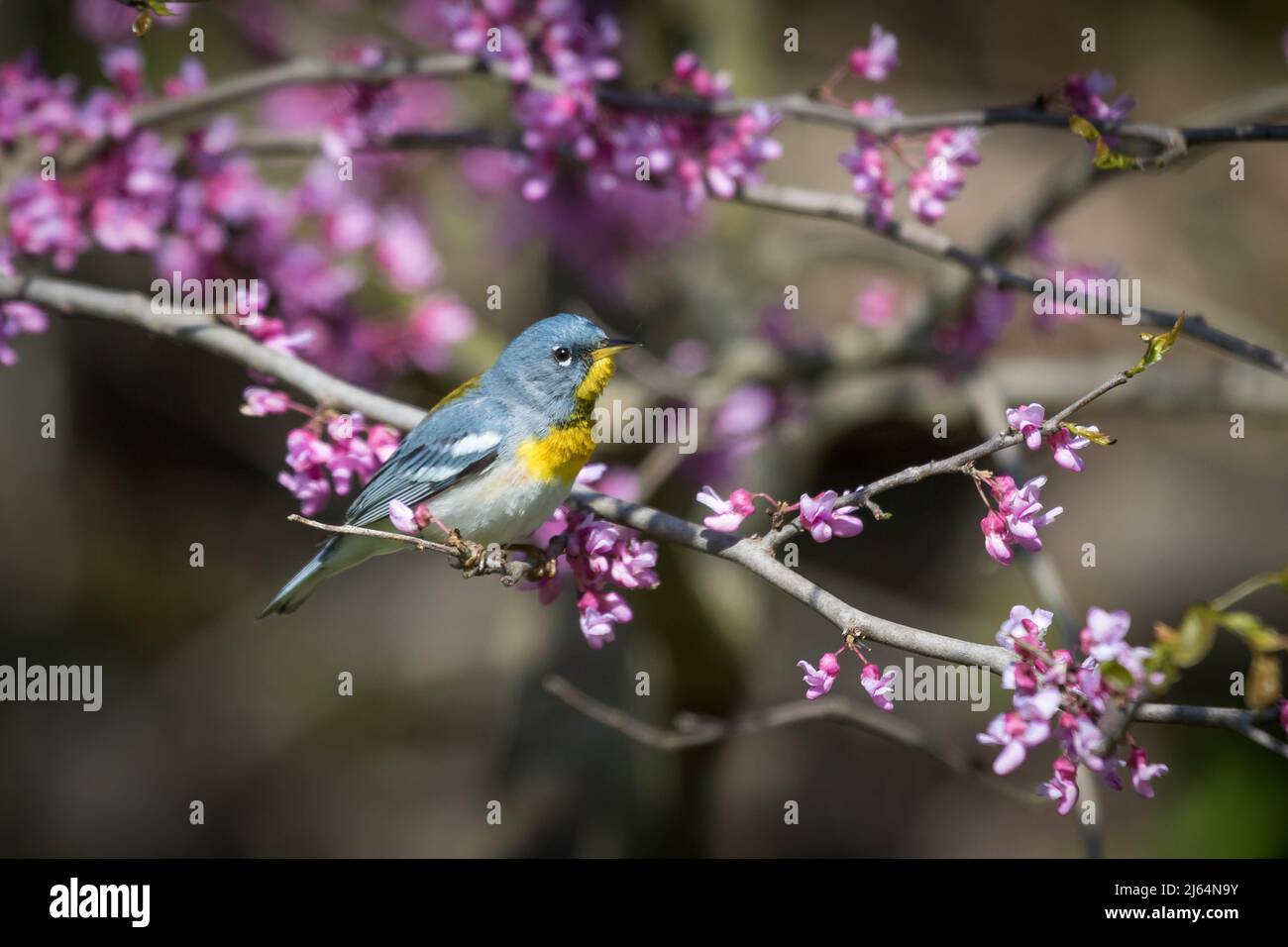 Männliche nördliche Parula, die auf dem Ast eines östlichen Redbud-Baumes sitzt und von Blumen umgeben ist. Stockfoto