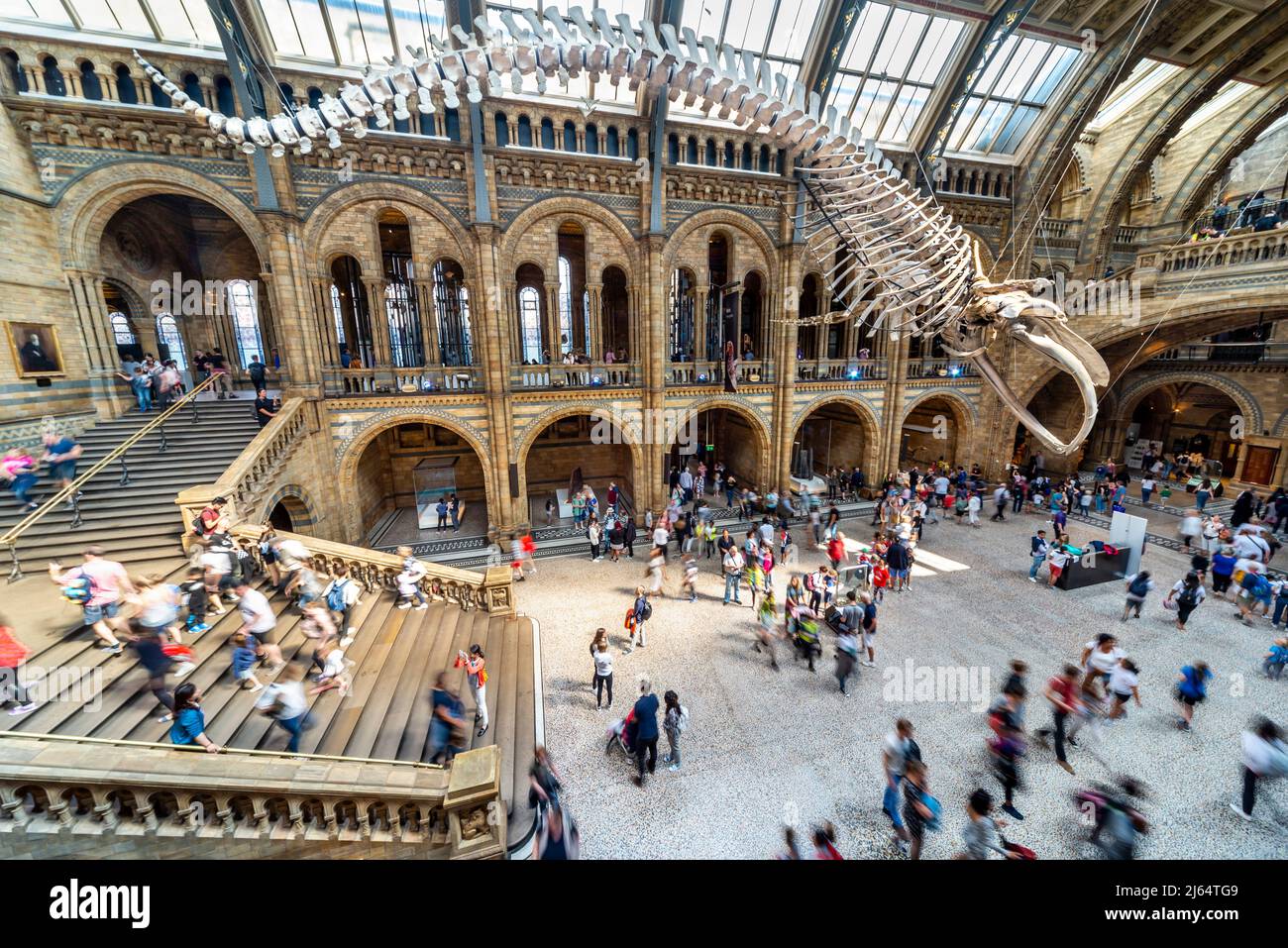 London, England, UK-August 21 2019:in der Haupthalle hängt das berühmte Skelett eines weiblichen Blauwals namens Hope, über der Halle, wo Stockfoto