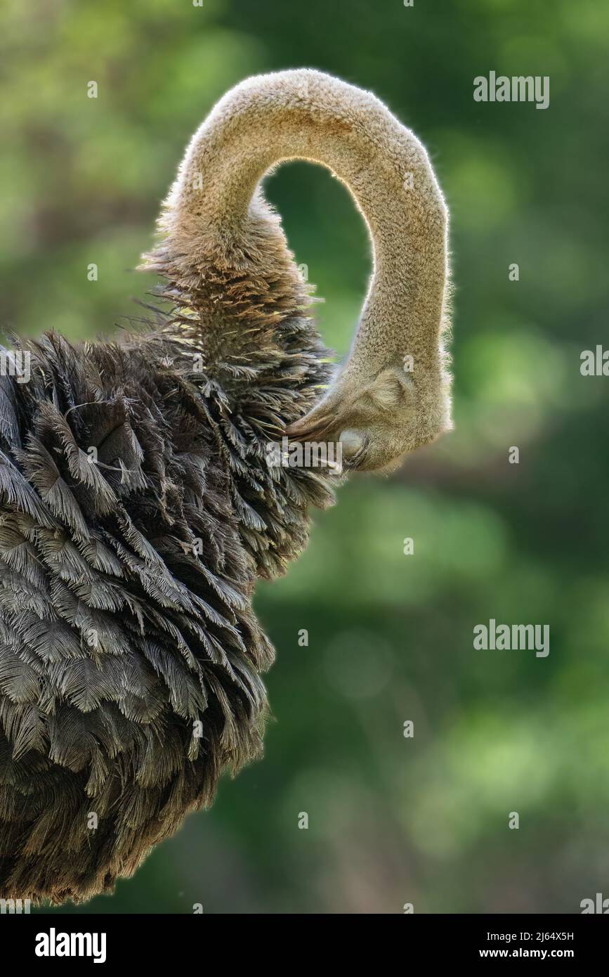 Eine Straußenpräfung Stockfoto