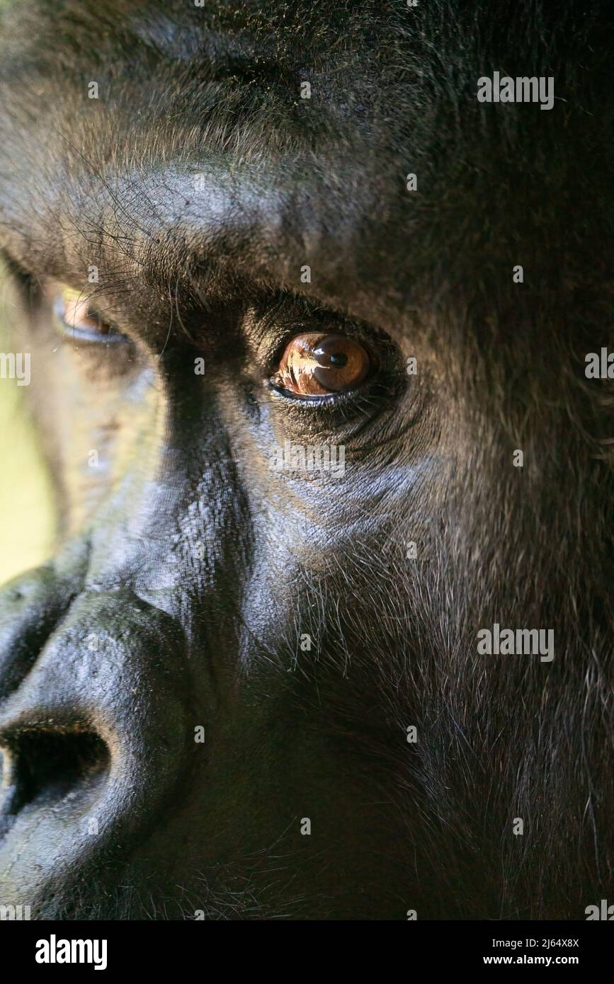 Silverback Gorilla Nahaufnahme Stockfoto