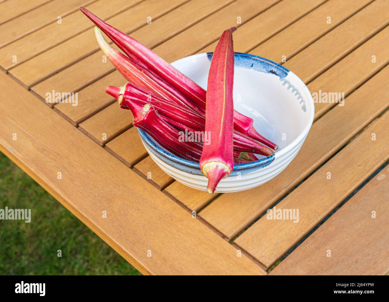 Frisch geerntete Bio-Jing-Orangen-Okra-Schoten in einer weißen Schale auf einem Tisch im Freien in einem New Yorker Garten. Gartenarbeit und gesunde Ernährung Konzepte. Sie Stockfoto