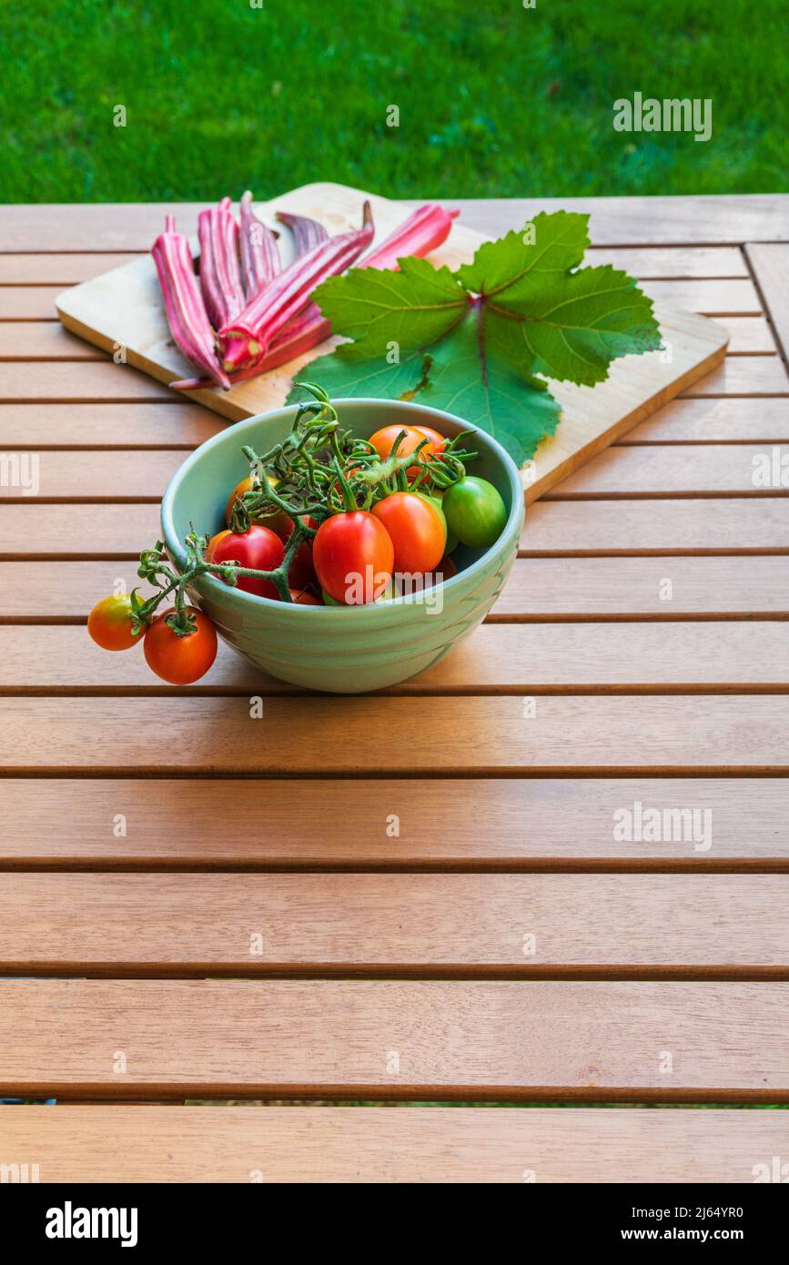 Frisch gepflückte Okra, eine Grundnahrungsmittel in der südlichen Küche wie Gumbo und Grappoli d’Inverno Tomaten, gesunde Ernährung im Freien. Vertikale Ansicht. Stockfoto