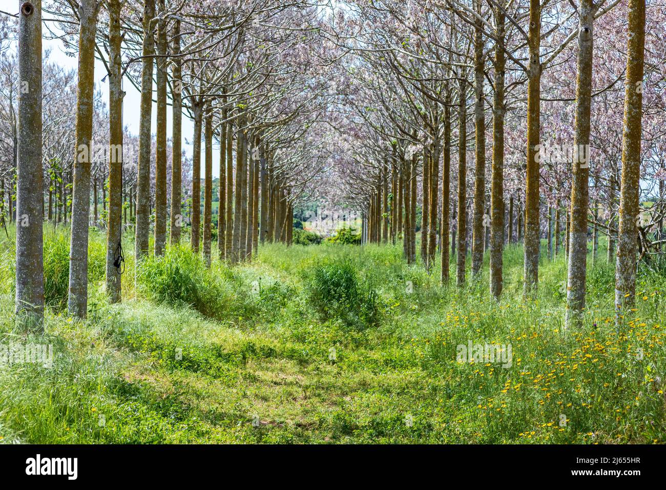 Blick auf die blühende Paulownia Kiri-Plantage. Israel Stockfoto