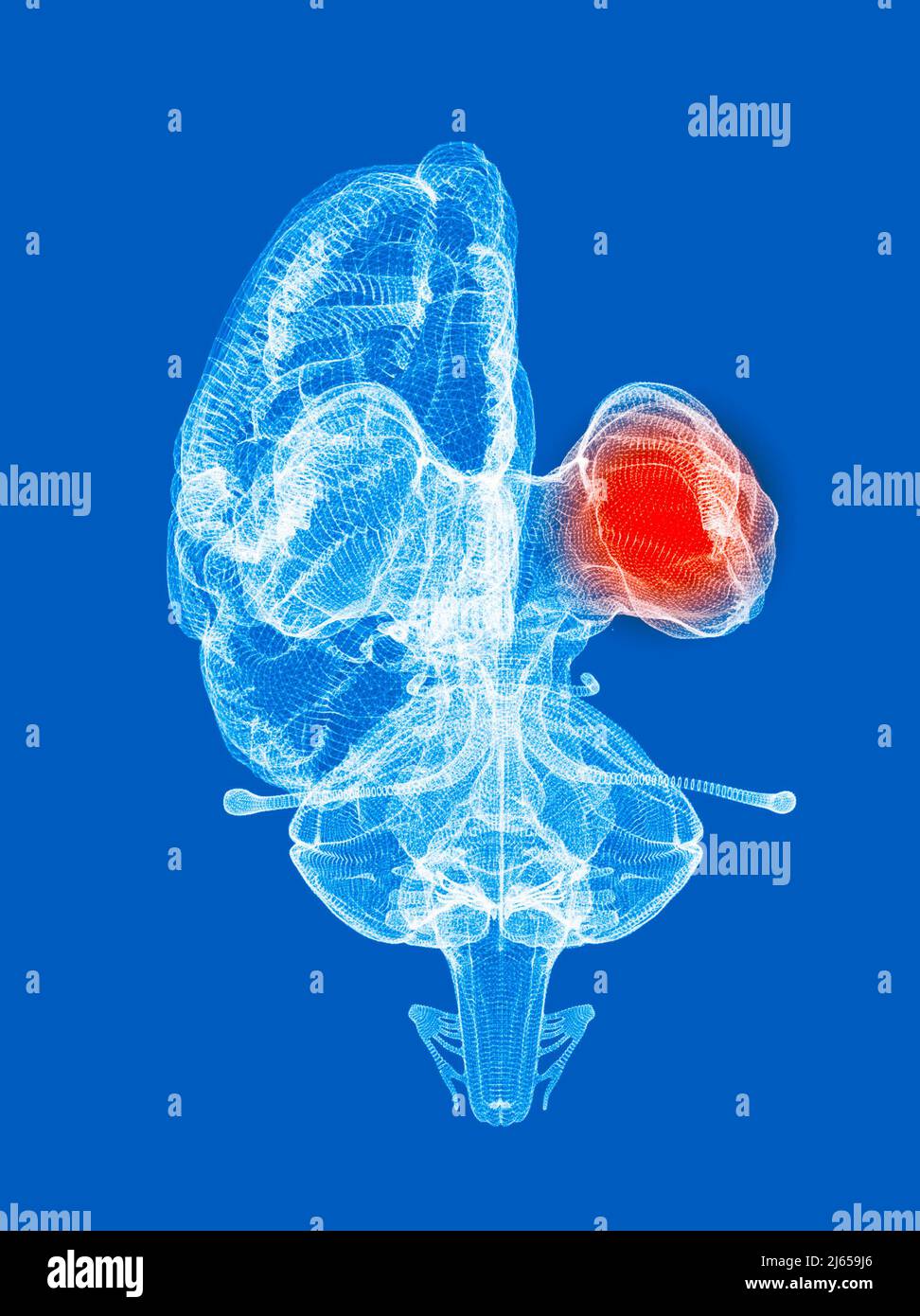 Anatomie des menschlichen Gehirns, Vorderansicht, innere Strukturen, Dienzcepalon. Thalamus und Hypothalamus. 3D Rendern Stockfoto